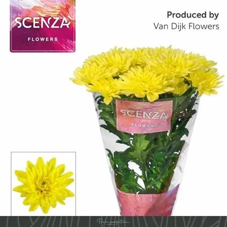 Chr T Baltica Yellow 70 cm