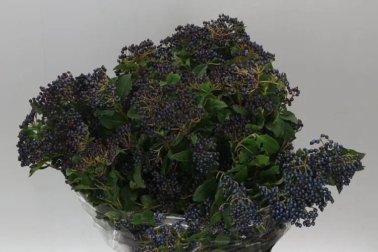 Viburnum Berries 50 cm