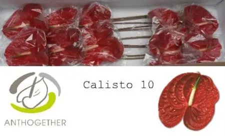 Anth Calisto