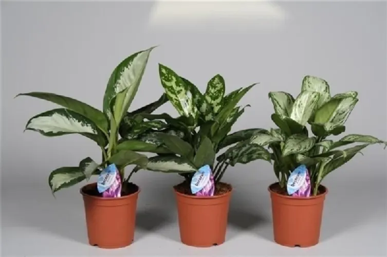 Aglaonema mix črepník 14 cm
