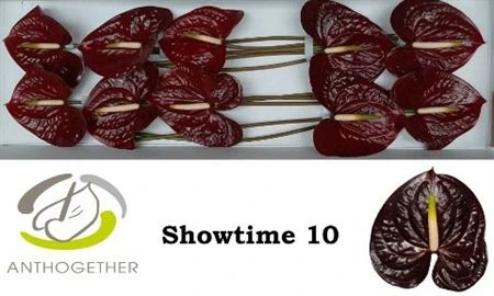 Antúrium Showtime