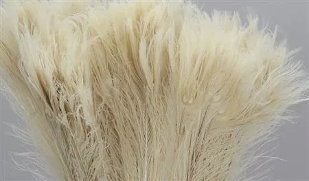 Peacock Feathers Bleeched 100 cm