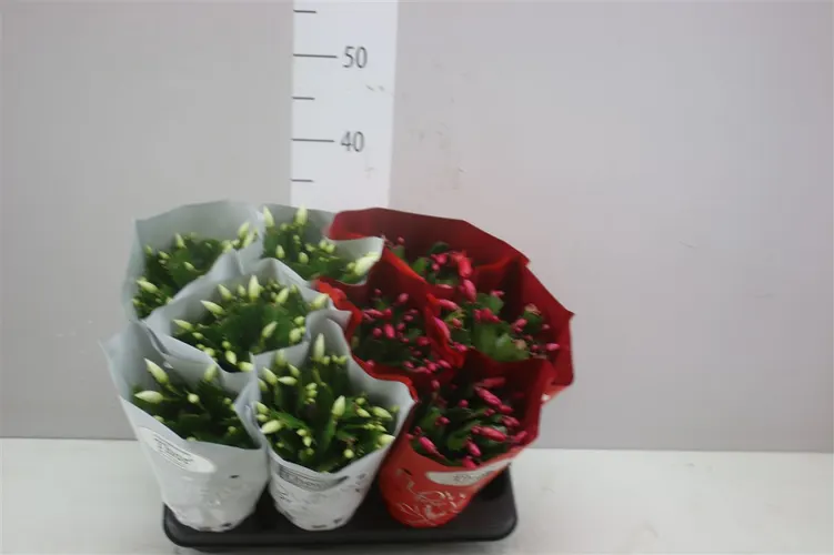 Schlumbergera Gemengd 2 Kleuren črepník 11 cm