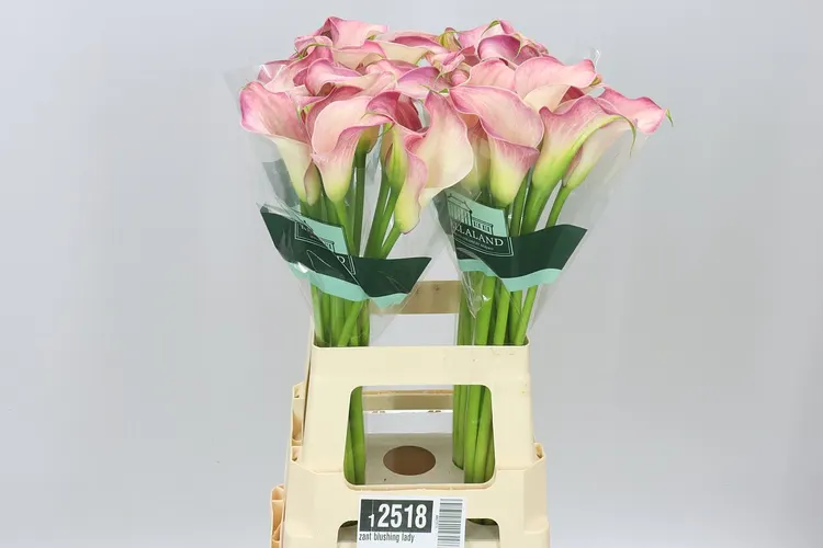 Zant Blushing Lady 70 cm