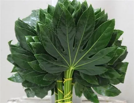 Aralia Small Mignon 25 cm