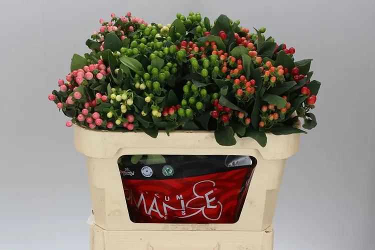 Hyperikum (Hypericum)