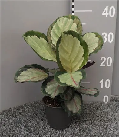 Calathea Corona črepník 12 cm