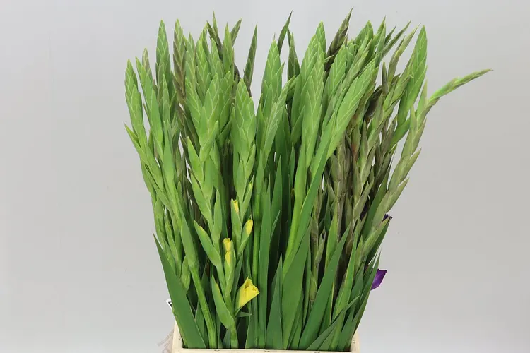 Gladiolus Kl Mixed 65 cm