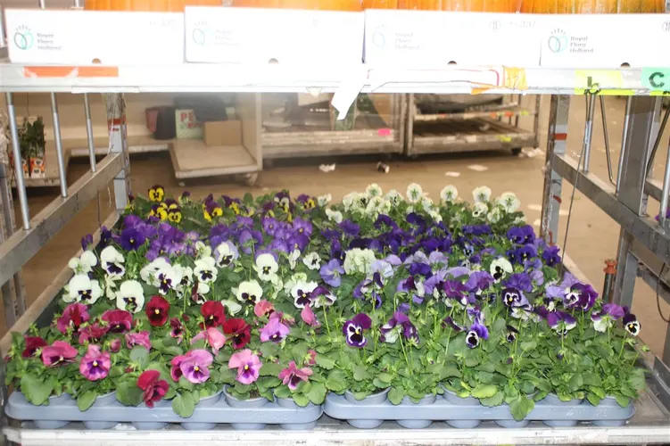 Viola De F1 Mixtrolley črepník 9 cm