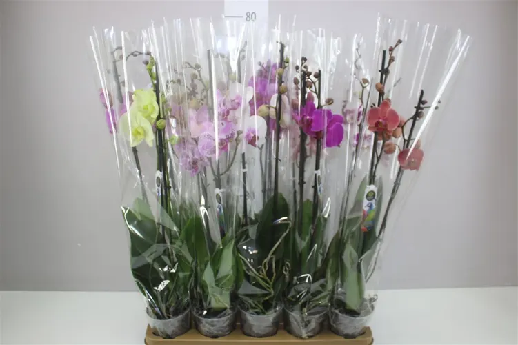 Orchidea Phalaenopsis mix 18+, 2 výhony črepník 12 cm