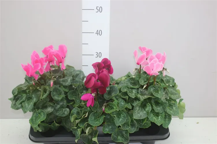Cyklámen veľkokvetý S S Xl mix črepník 13 cm