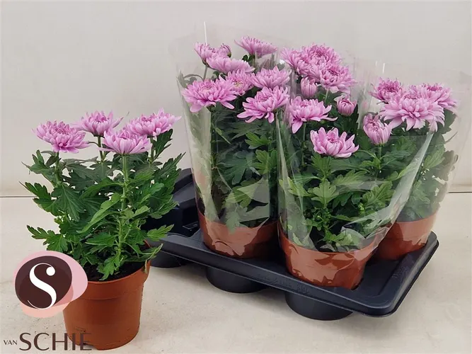 Chrysanth Zembla Roze črepník 17 cm