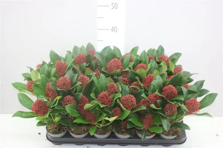 Skimmia Jap Rubella 4+ črepník 9 cm
