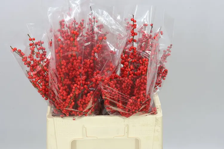 Ilex Verticillata 60 cm