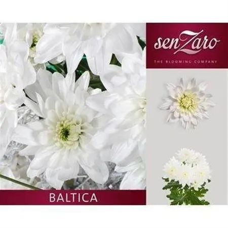 Chryzantéma trsová Baltica 70 cm