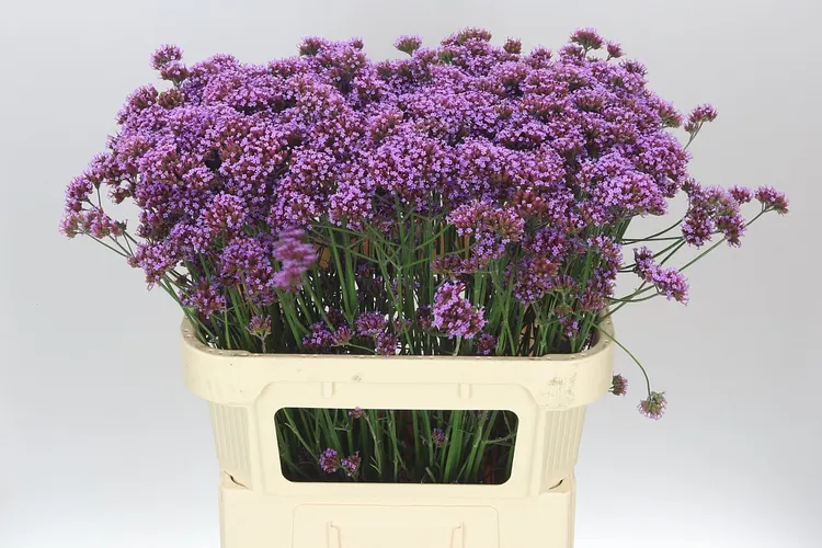 Verbena Ov 70 cm