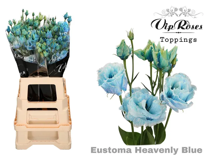 Eust G Alissa Heavenly Blue 75 cm