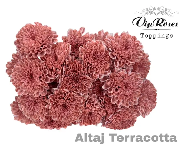 Chryzantéma trsová Altaj Terracotta 65 cm