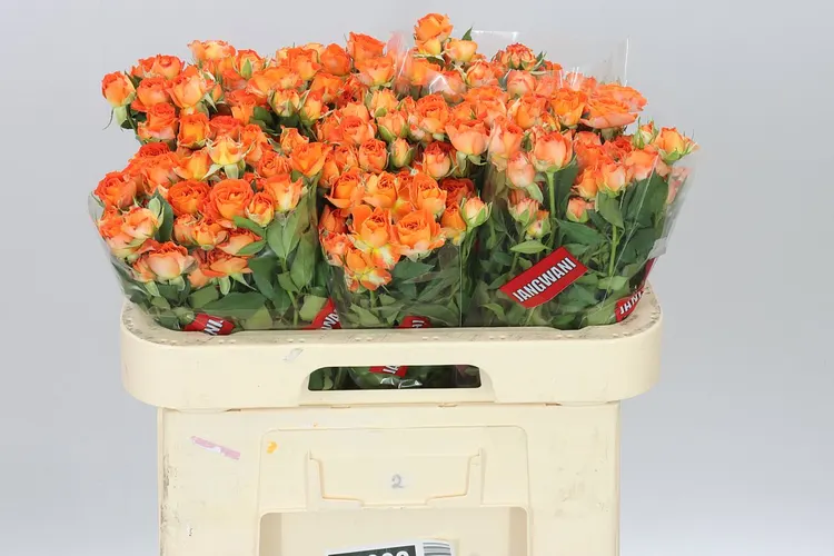 Rosa Tr Ariya 60 cm