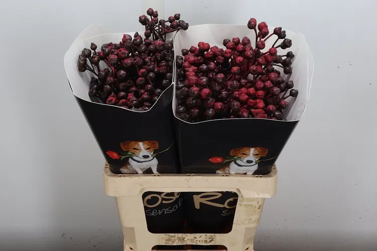 Pivonky (Peonies)