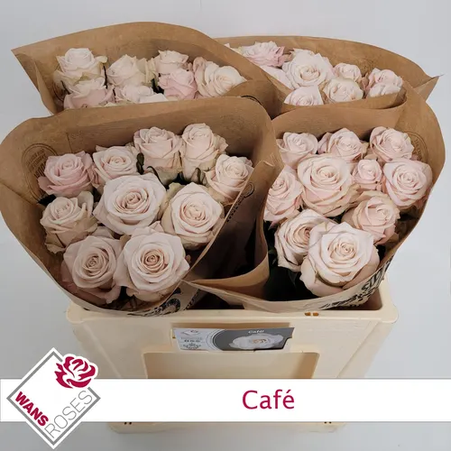 R Gr Cafe! 50 cm