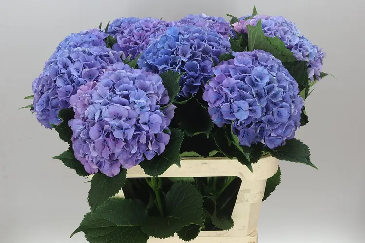 Hortenzia Salute Lavendel 80 cm