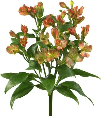 Alstro Charmelia Coral 70 cm