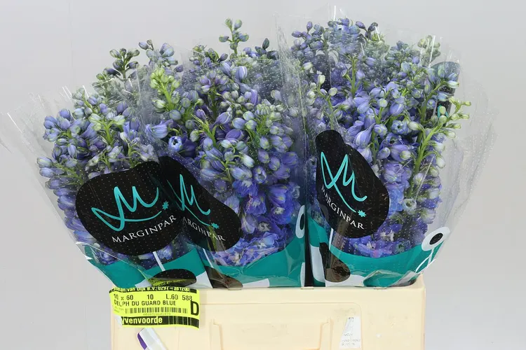 Delph El Guardian Blue 60 cm