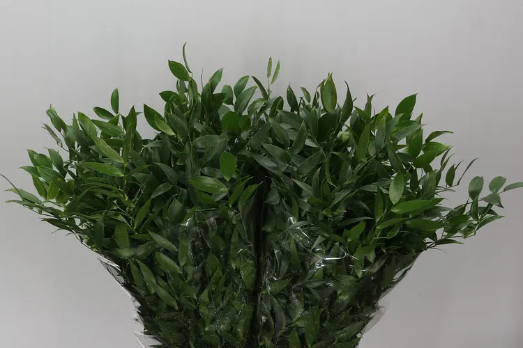 Ruscus Italia Short L5 60 cm