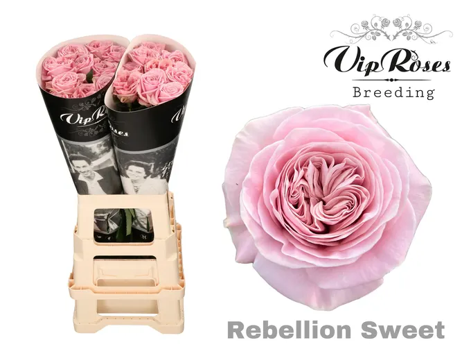 R Gr Rebellion Sweet 70 cm