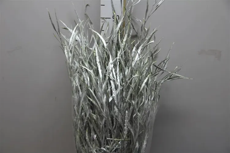 Grevilea Champagne 80 cm