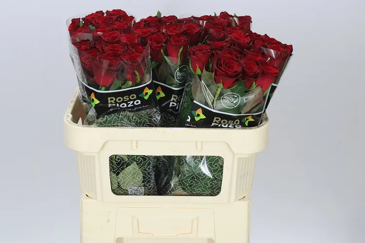 Rosa Gr Monte Carlo 70 cm