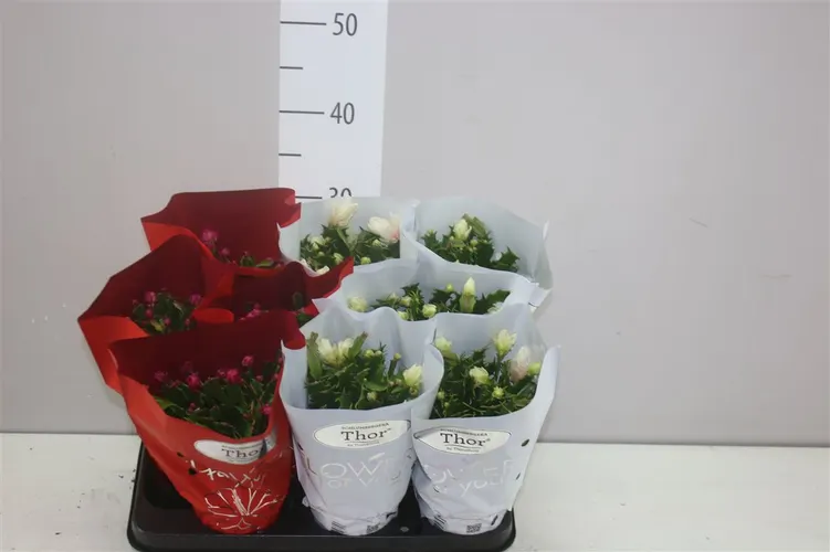 Schlumbergera mix 2 Kleuren Wild črepník 11 cm
