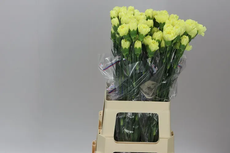 Karafiát Yellow 65 cm