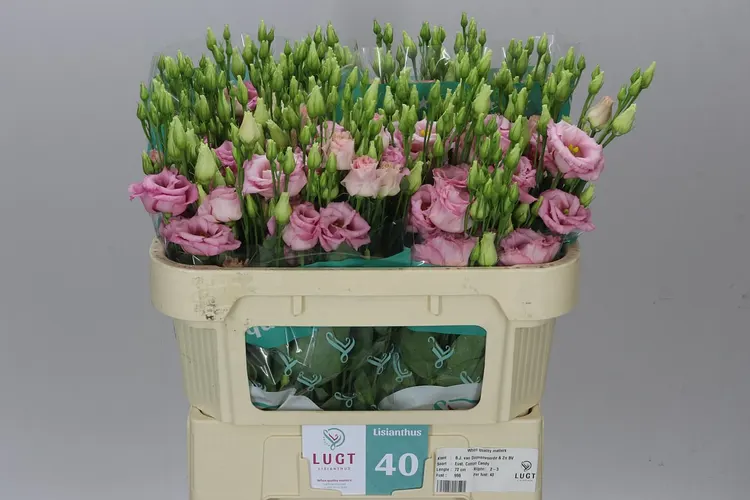 Eust Du Cotton Candy X60 72 cm