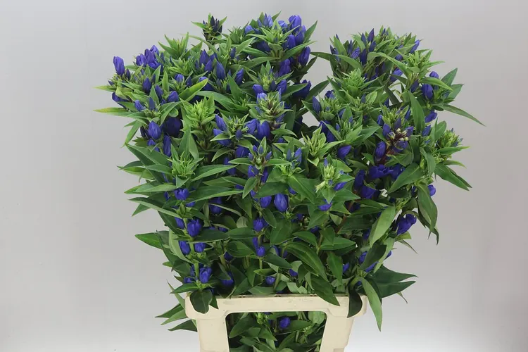 Gentiana Bluebells 80 cm