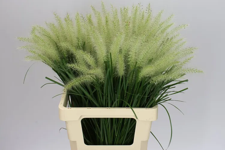 Pennisetum Blondi 65 cm