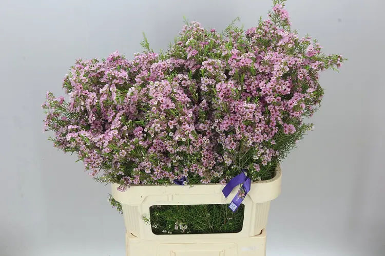 Voskovka Kerryn 80 cm