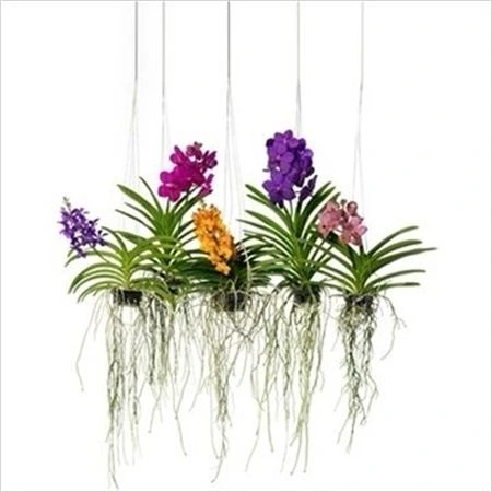 Orchidea Vanda mix M