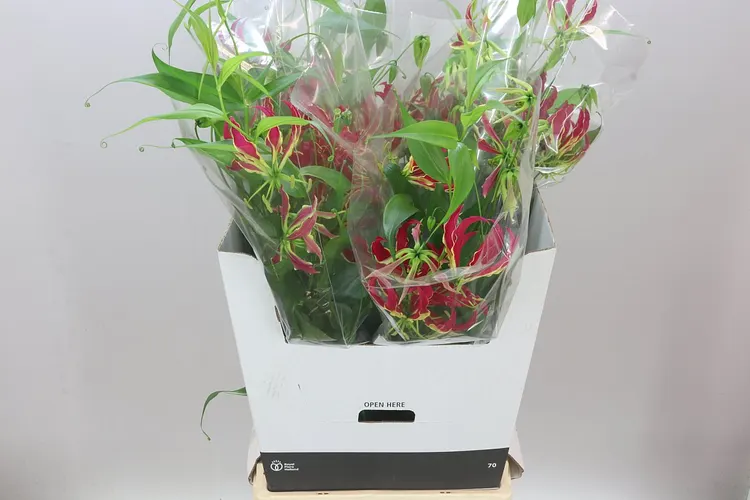 Gloriosa Long 80 cm