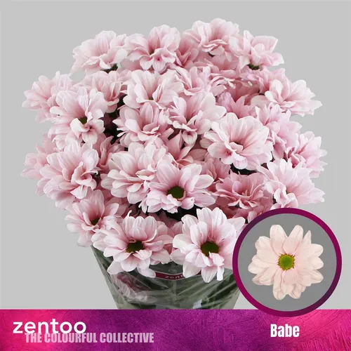 Chr T Babe 70 cm
