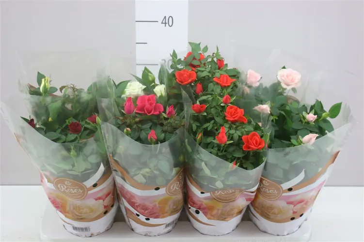 Rosa Favourite Gemengd črepník 13 cm