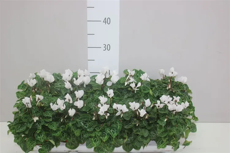 Cyklámen malokvetý Super Carino biely črepník 10,5 cm