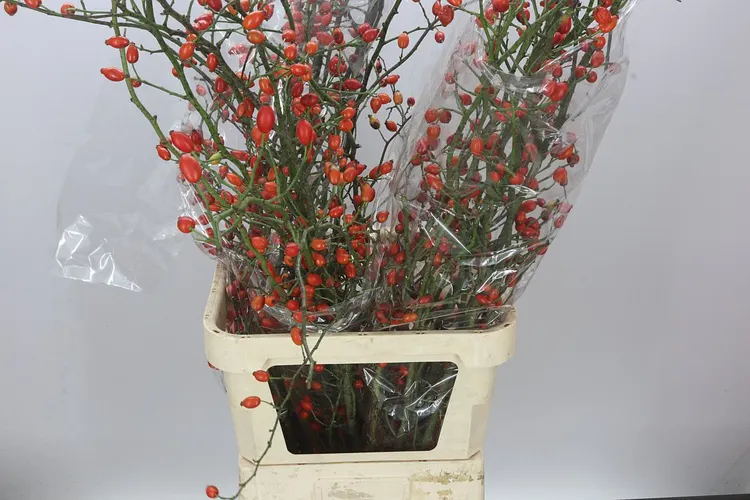 Šípky Zaffiro 120 cm