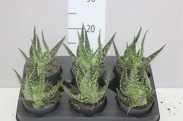 Aloe Aculeata A2 črepník 10,5 cm