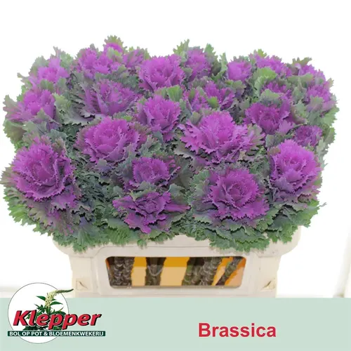 Okrasná kapusta Altair 70 cm