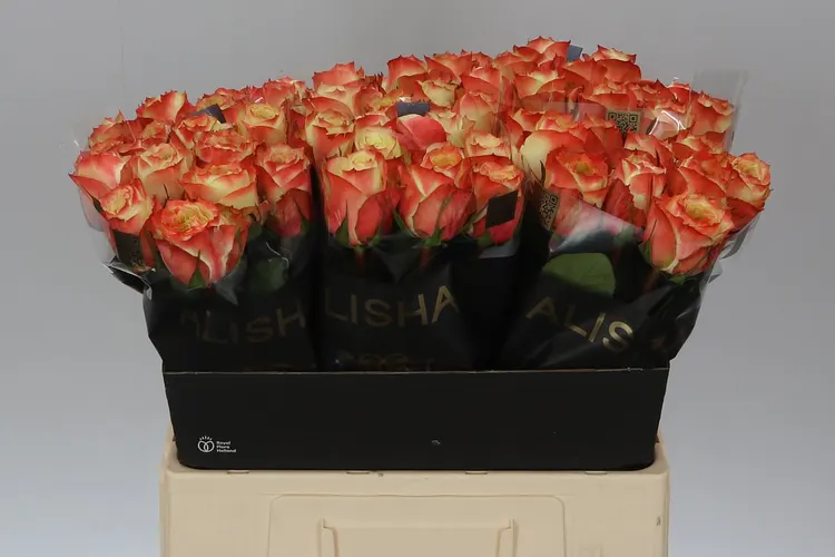 Rosa Gr Adventure 60 cm