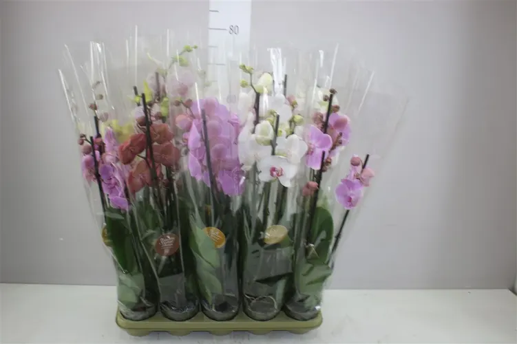 Phal Gemengd 3 Tak Authentic črepník 12 cm
