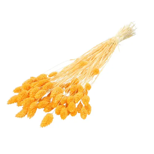 Sušený kvet Phalaris 70 cm