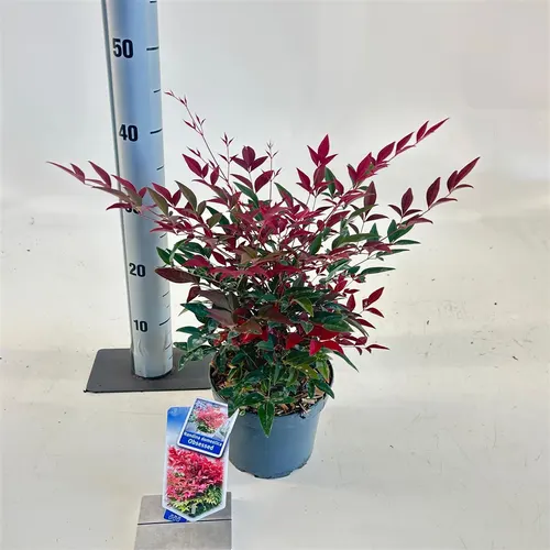 Nandina Domestica Obsessed ('seika'pbr) črepník 17 cm